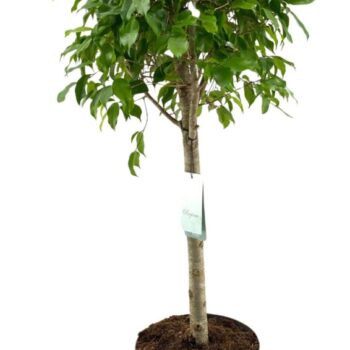 Ficus Benjamina Columnar rechte stam p24
