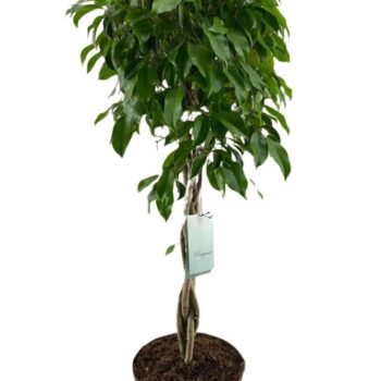 Ficus Benjamina Columnar gevlochten stam p24