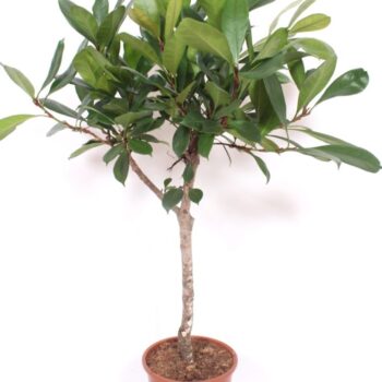 Ficus Cyathistipula