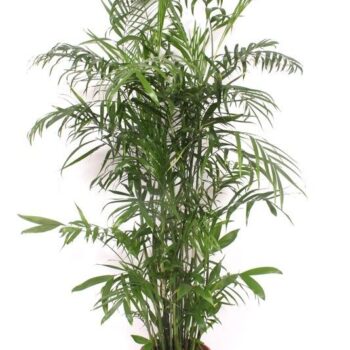 Chamaedorea Seifrizii