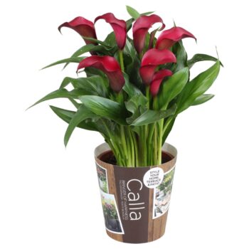 Zantedeschia Allure Calla rood met outdoor potcover
