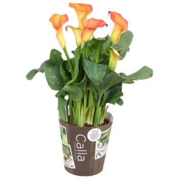 Zantedeschia Fireworks Calla oranje met outdoor potcover