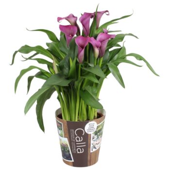 Zantedeschia Paco Calla paars met outdoor potcover