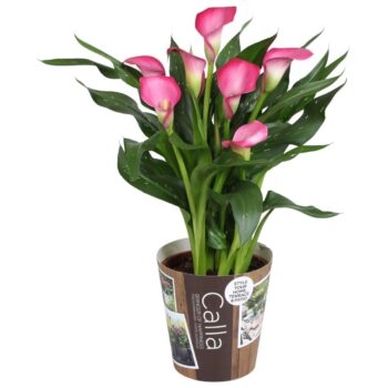 Zantedeschia Zazu Calla roze met outdoor potcover