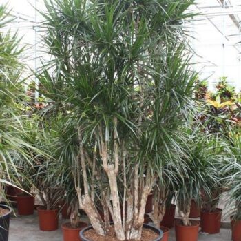 Dracaena marginata