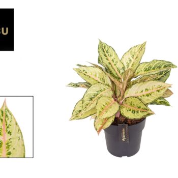 Aglaonema Chartreuse Pretty