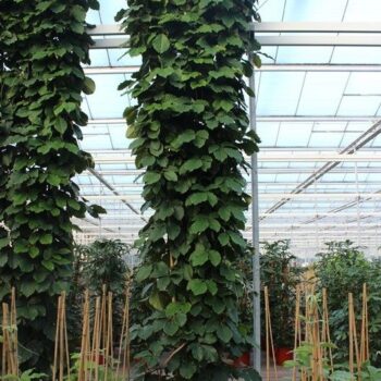 Tetrastigma voinierianum