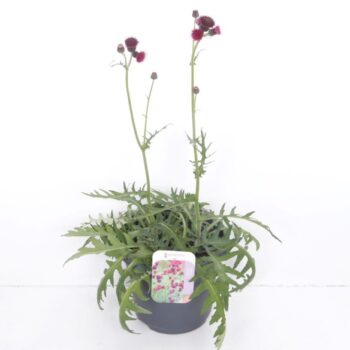 Cirsium riv. Trevors Blue Wonder