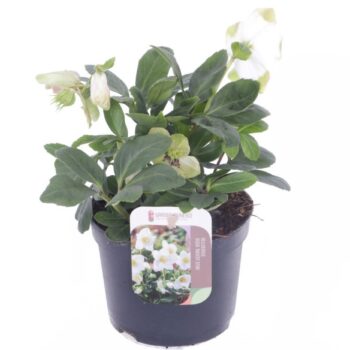 Helleborus niger Advent Star