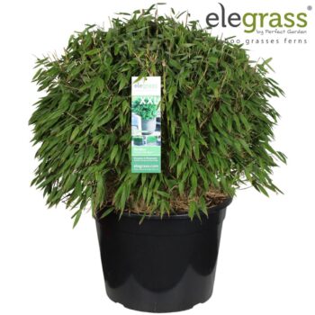 Fargesia 'Moontears'®