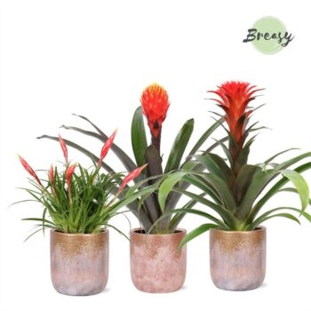 Bromelia Royal Classic Luxor