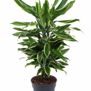 Dracaena Gold Coast branched