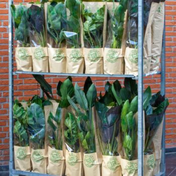 Groen Mix 19cm - Eco Hoes