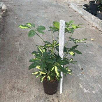 Schefflera gold capella 2pp 15/19 h40