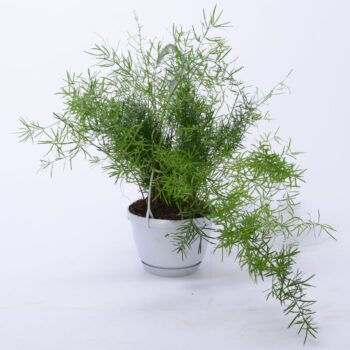 Asparagus Sprengeri 12cm - Small Swing