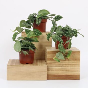 Scindapsus Scandens Pictus 12cm