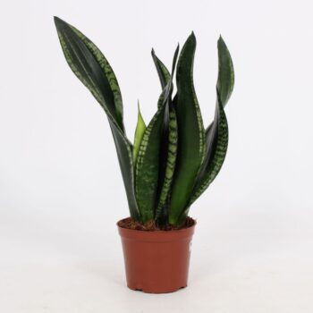 Sansevieria Whitney 12cm