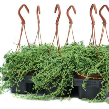 Senecio herreianus hanging