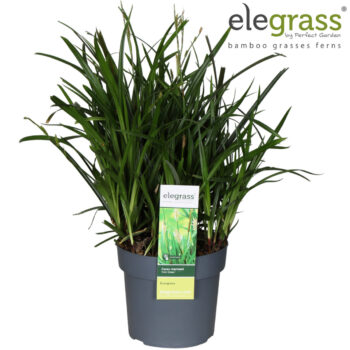 Carex 'Irish Green' P19