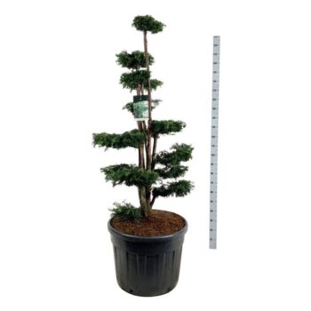 Taxus b. 'Dovastoniana'