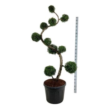 Thuja occ. 'Brabant'