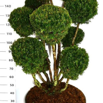 Taxus media 'Hillii'