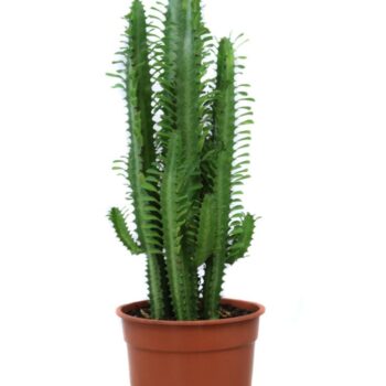 Euphorbia trigona 21 cm