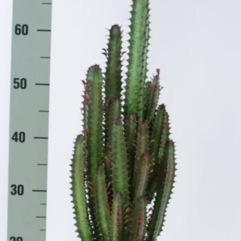 Euphorbia trigona rubra 21 cm