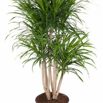 Dracaena Anita variegata branched