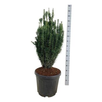 Cephalotaxus h. 'Fastigiata'