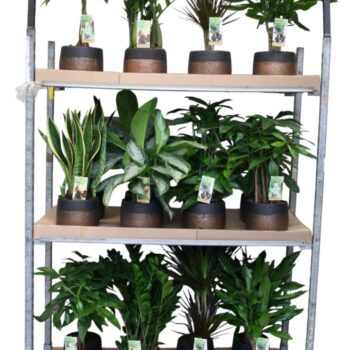 Green is...mixkar p17 betonpot mokka