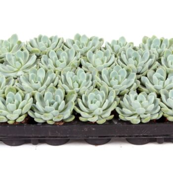 Echeveria scheideckerii