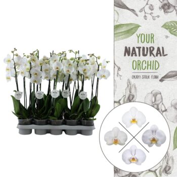 Your Natural Orchid | KB White | Phalaenopsis 2 spike