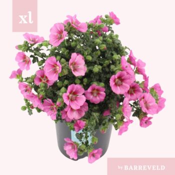 Anisodontea Capensis Elegans Princess Struik