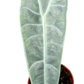 Alocasia Longiloba Silver