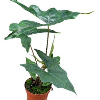 Alocasia Batwing