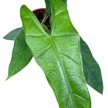 Alocasia Sulawesi Green Carpet