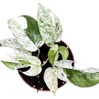 Epipremnum Pinnatum Marble Variegata