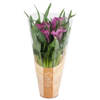Zantedeschia Paco Calla paars in bedrukte hoes