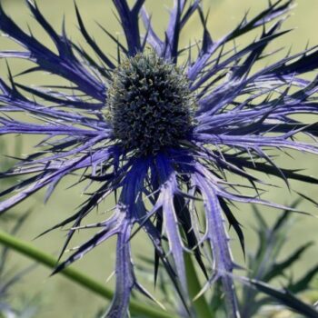 Eryngium bourgatii Pen Blue