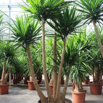 Yucca elephantipes