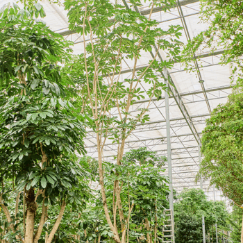 Schefflera actinophylla 'Amate' (800-900) Branched