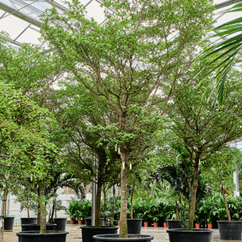 Bucida buceras 'Shady Lady' (500-600) Stem