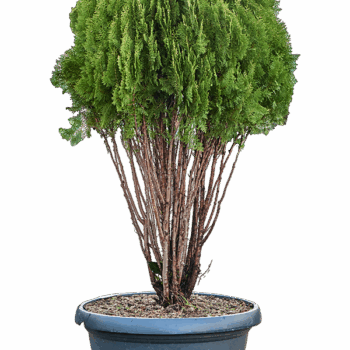 Thuja orientalis 'Pyramidalis Aurea' Branched