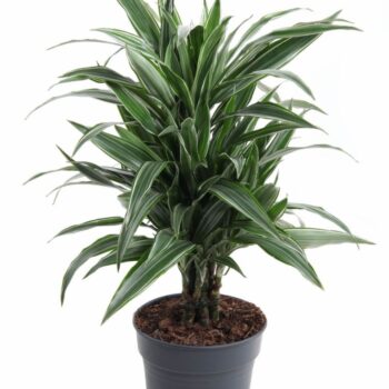 Dracaena Warneckei