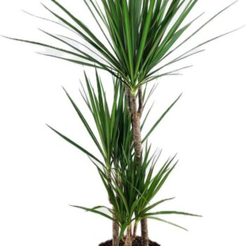 Dracaena marginata 45-25-10