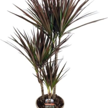 Dracaena magenta 45-25-10