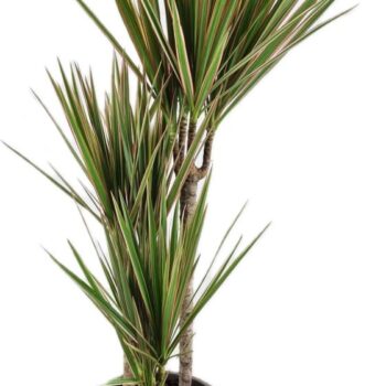 Dracaena bicolor 45-25-10