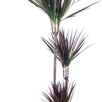 Dracaena magenta 75-45-10
