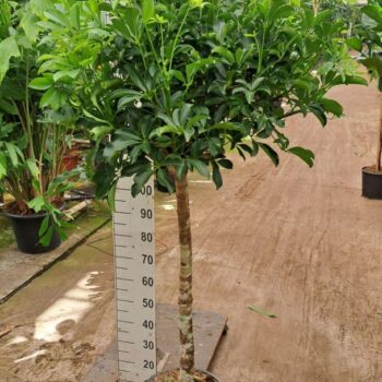 Schefflera arboricola 'Compacta' rechte stam
